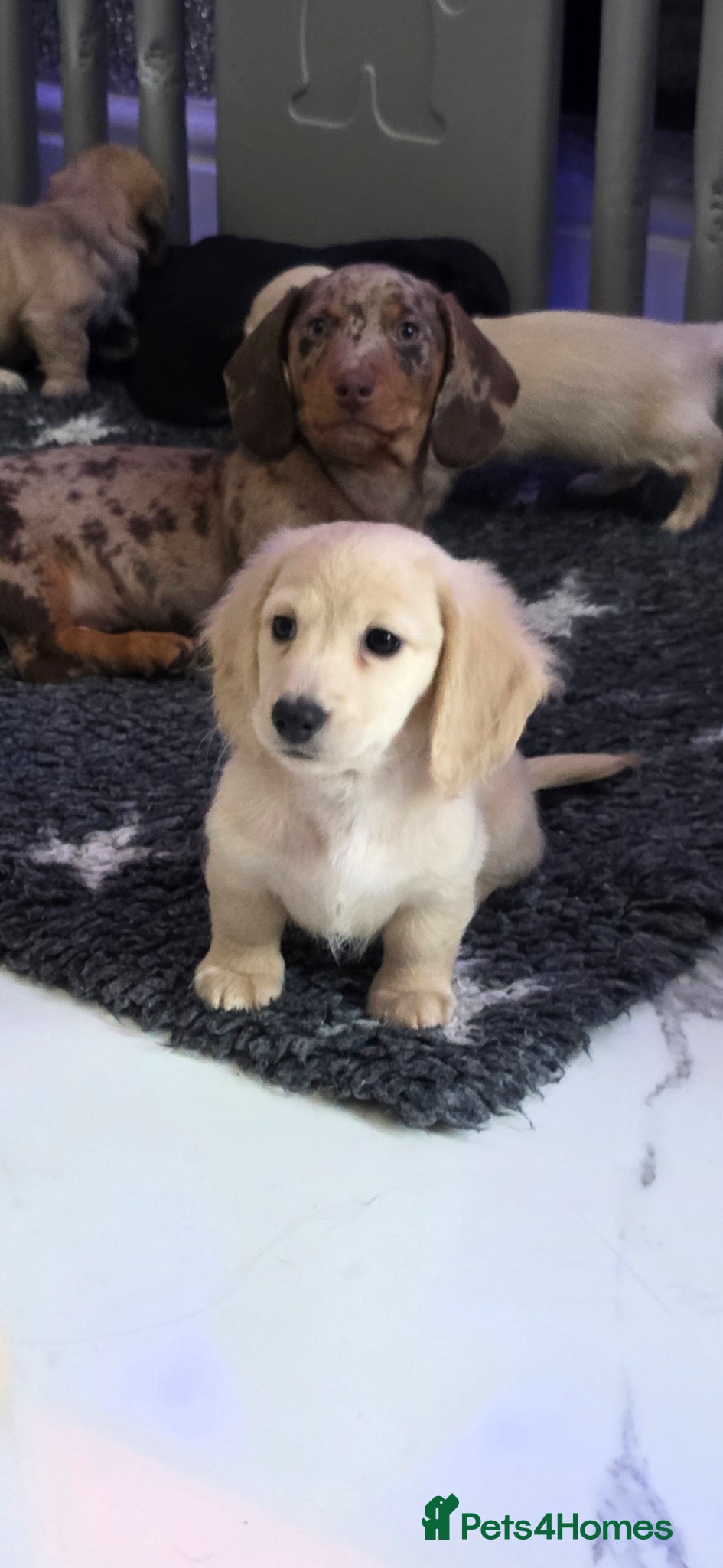 Miniature Dachshund dogs Cream Miniature long-haired  - Advert 7