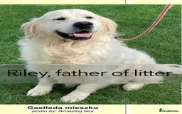 Golden Retriever dogs for sale: KC-Reg Golden Puppies @ Sunaraelia - Due 23/10/25 - Image 21
