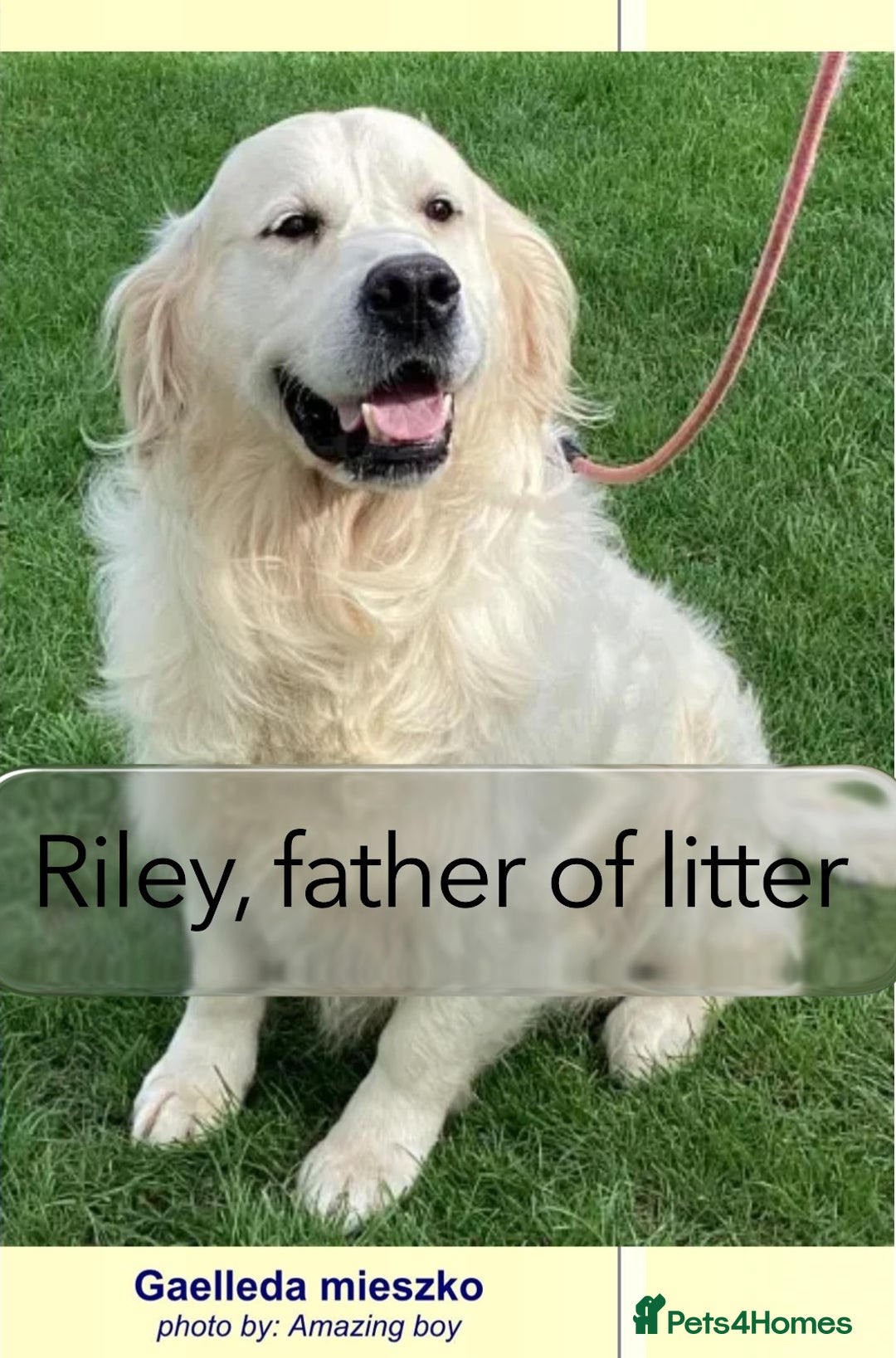 Golden Retriever dogs for sale: KC-Reg Golden Puppies @ Sunaraelia - Due 23/10/25 - Image 21