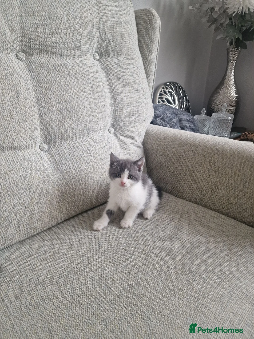 Mixed Breed cats for sale: 5 Kittens  in Manchester - Advert 13