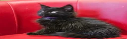 Maine Coon cats for sale: TICA Registered Maine Coon Kittens –  Ready Now!  in Northampton - Advert 8