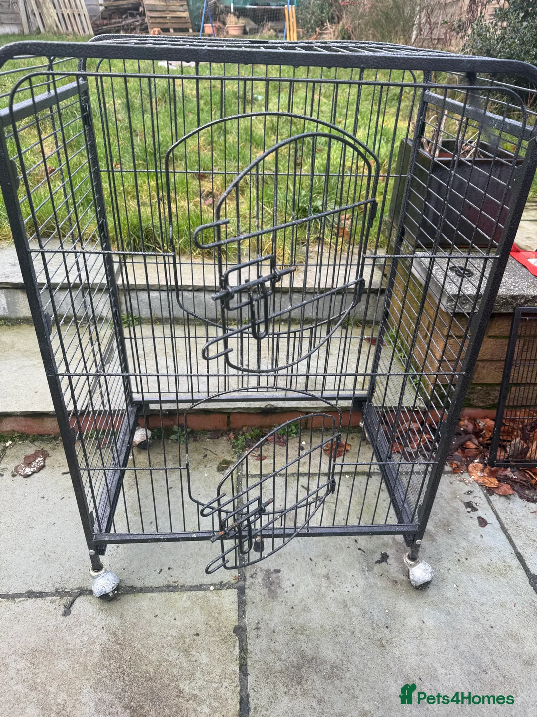 Ferret rodents for sale: 2x male ferrets  - Advert 5