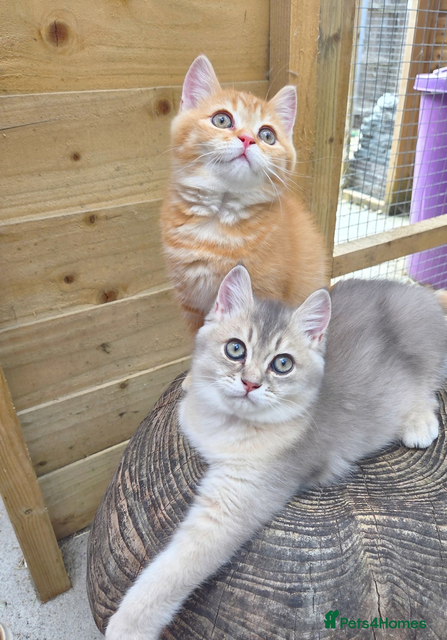 British Shorthair cats 💎 Blue Golden Sweetie 🍬🧸Ready to leave now 🥰🏡 - Advert 6