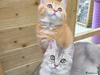 British Shorthair cats 💎 Blue Golden Sweetie 🍬🧸Ready to leave now 🥰🏡 - Advert 12