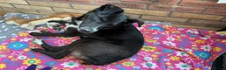 Mixed Breed dogs for adoption: Meet Ava, currently residing in Shropshire  in Oswestry - Advert 5