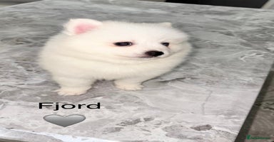 Japanese Spitz dogs - Advert 9