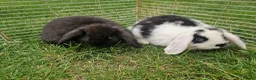Mini Lop rabbits for sale: Mini Lops Ready Now - Advert 9