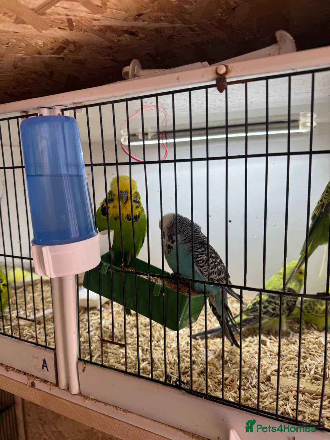 Budgerigars birds for sale: Budgies for sale  - Advert 2