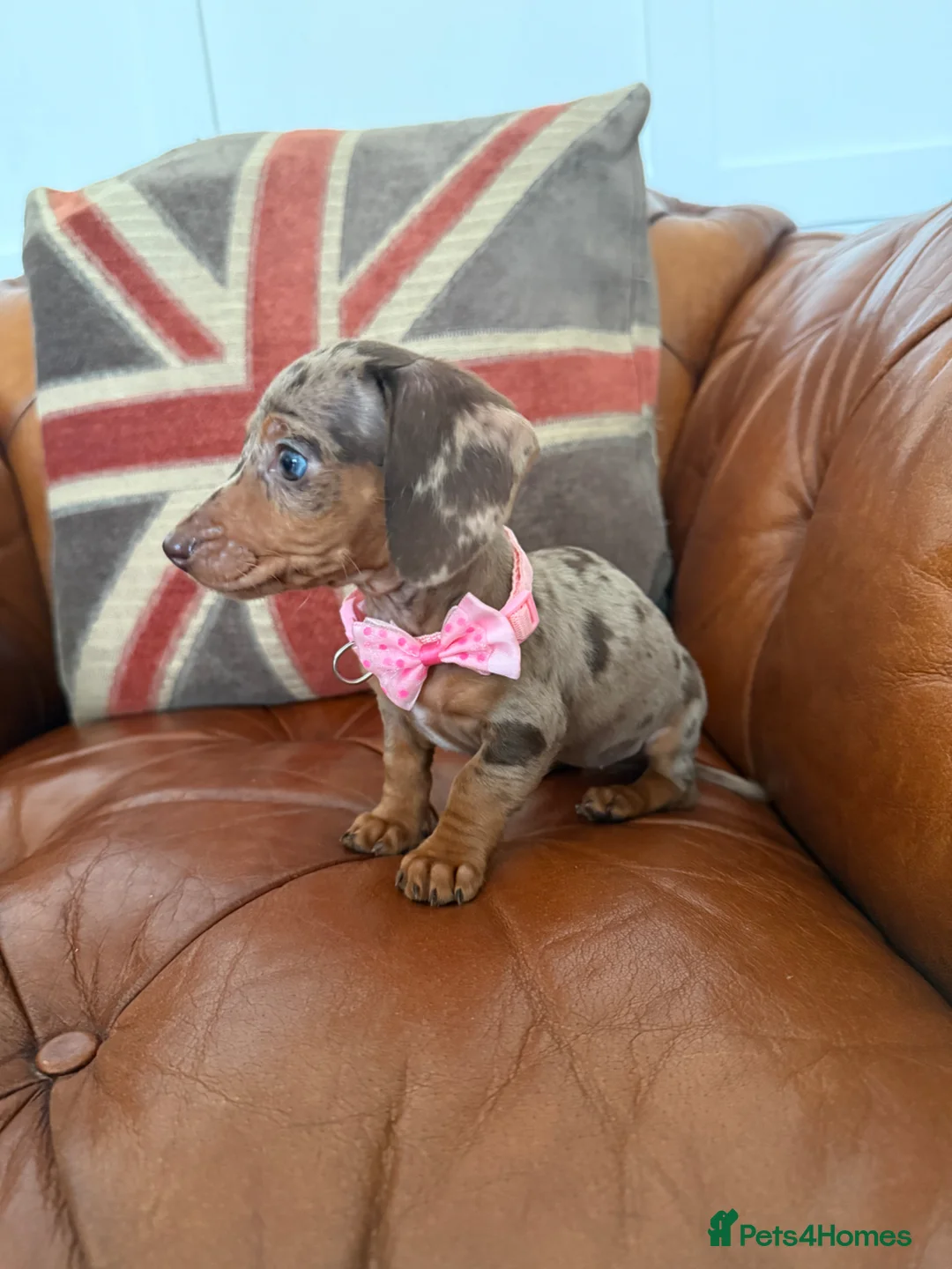 Miniature Dachshund dogs for sale: Beautiful Litter Of Miniature Dachshund Pups - Advert 1