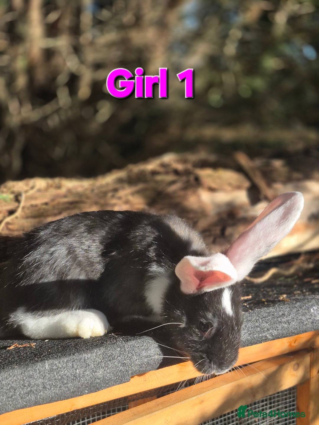 Continental Giant rabbits for sale: Pure Continental Giant Vaccinated  - Advert 3