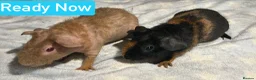 Guinea Pig rodents for sale: Skinny and Hairy Guinea Pig Boars  - Advert 3