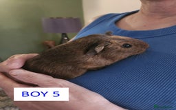 Guinea Pig rodents for sale: Male Guinea Pigs For Sale - Image 9