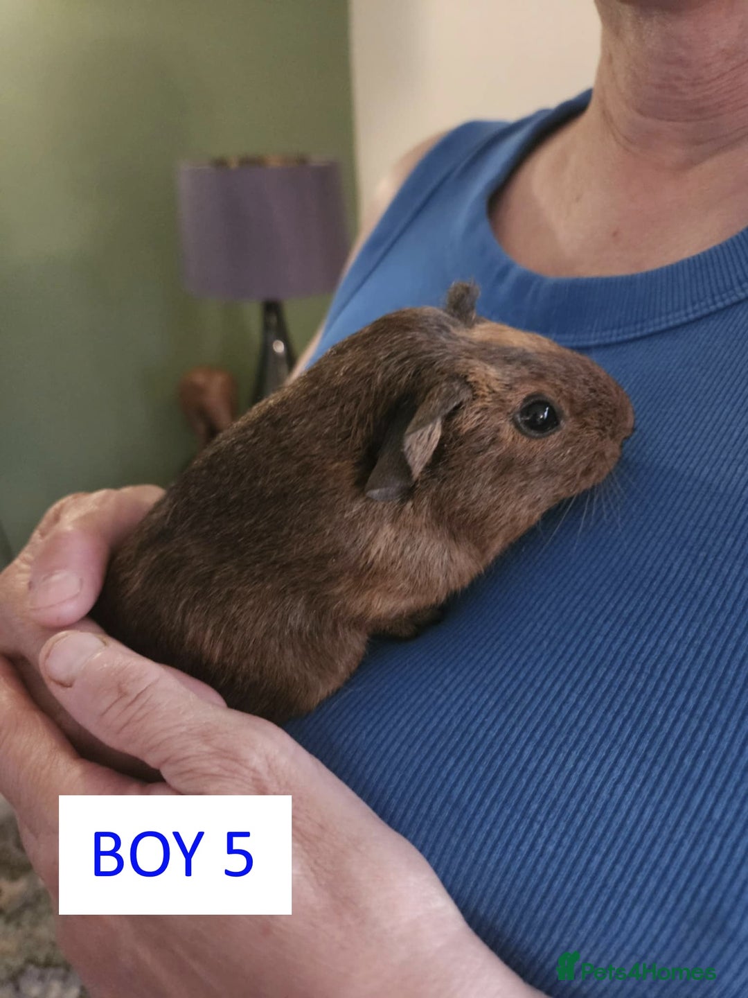 Guinea Pig rodents for sale: Male Guinea Pigs For Sale - Image 9