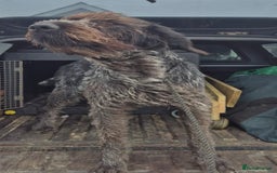 German Wirehaired Pointer dogs for sale: Stunning German wired haired pointer - Advert 2