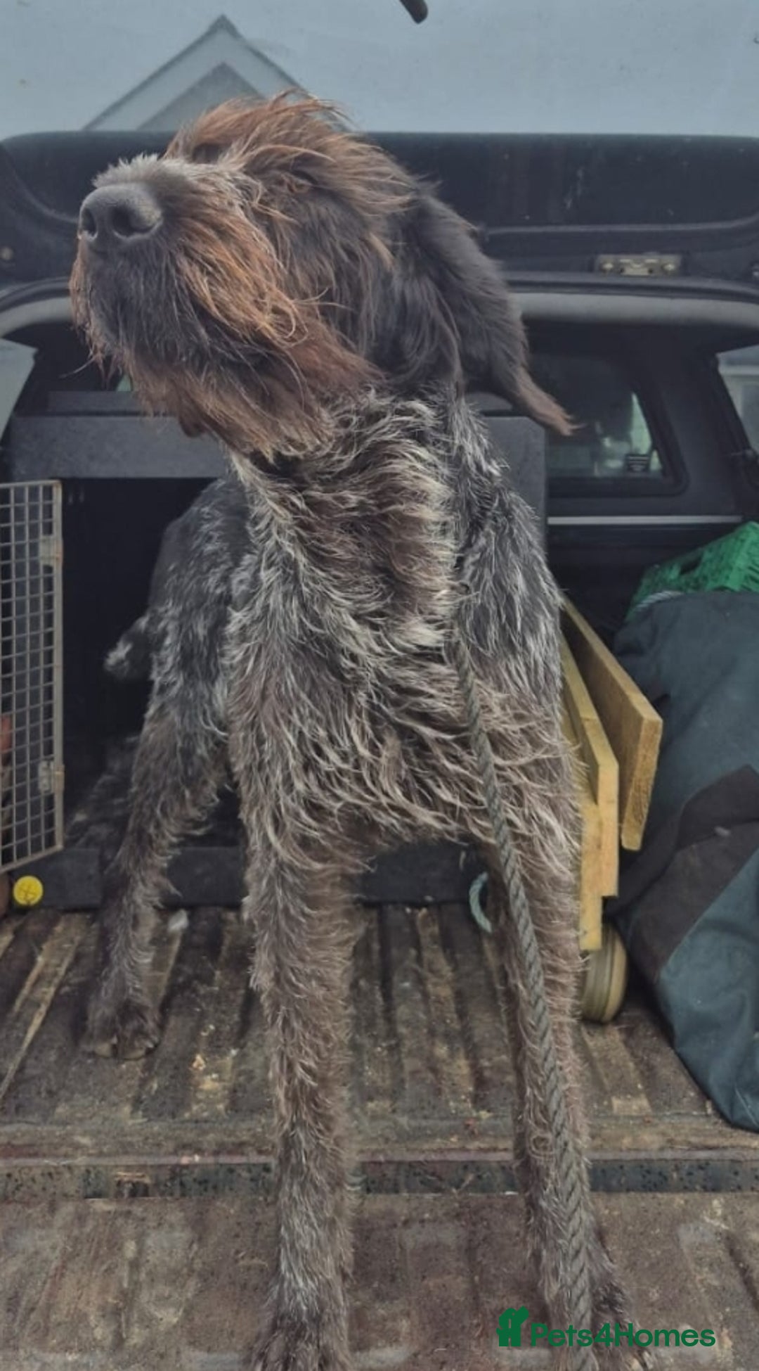 German Wirehaired Pointer dogs for sale: Stunning German wired haired pointer - Advert 2
