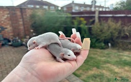 Rat rodents for sale: Roan/Husky boys for sale! - Image 3