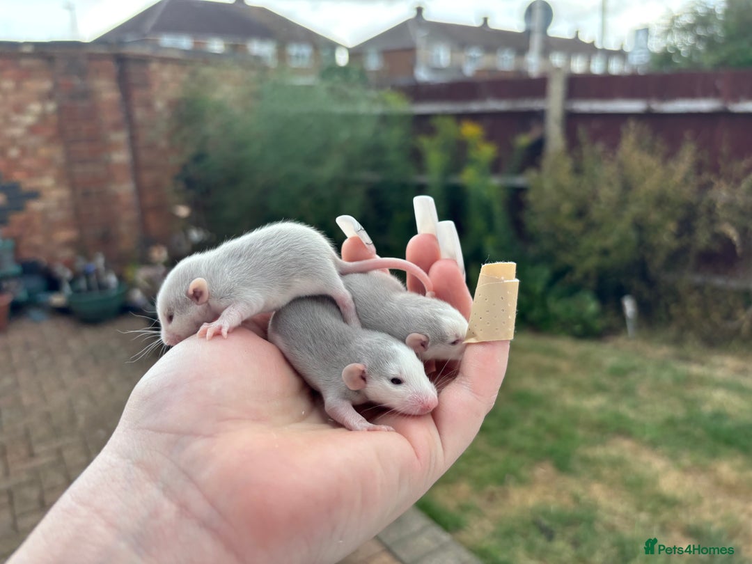 Rat rodents for sale: Roan/Husky boys for sale! - Image 3