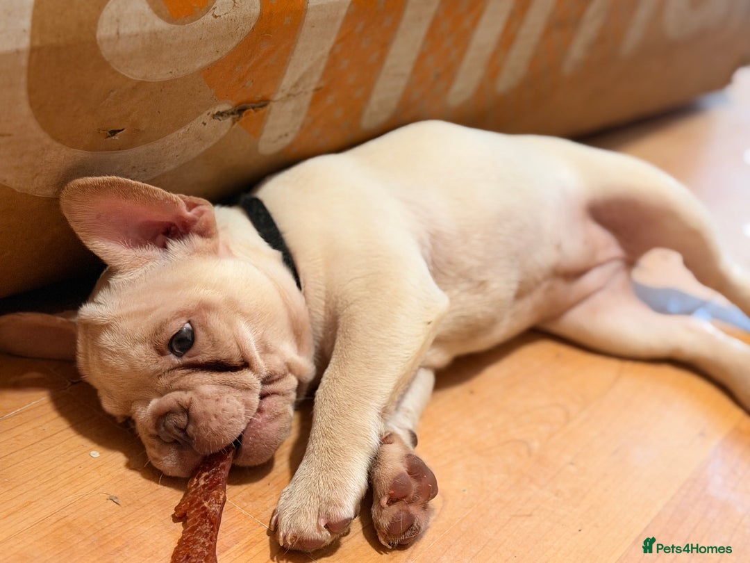 French Bulldog dogs for sale: Beautiful French Bulldog Puppies - Advert 19