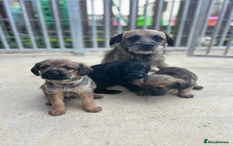 Mixed Breed dogs for sale: Bordoodle puppy’s  - Image 6