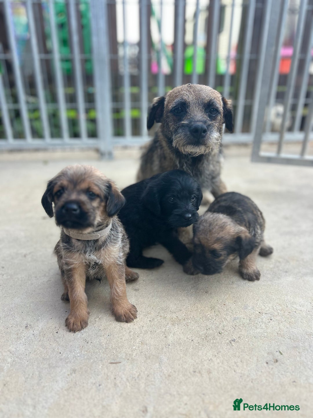 Mixed Breed dogs for sale: Bordoodle puppy’s  - Image 6