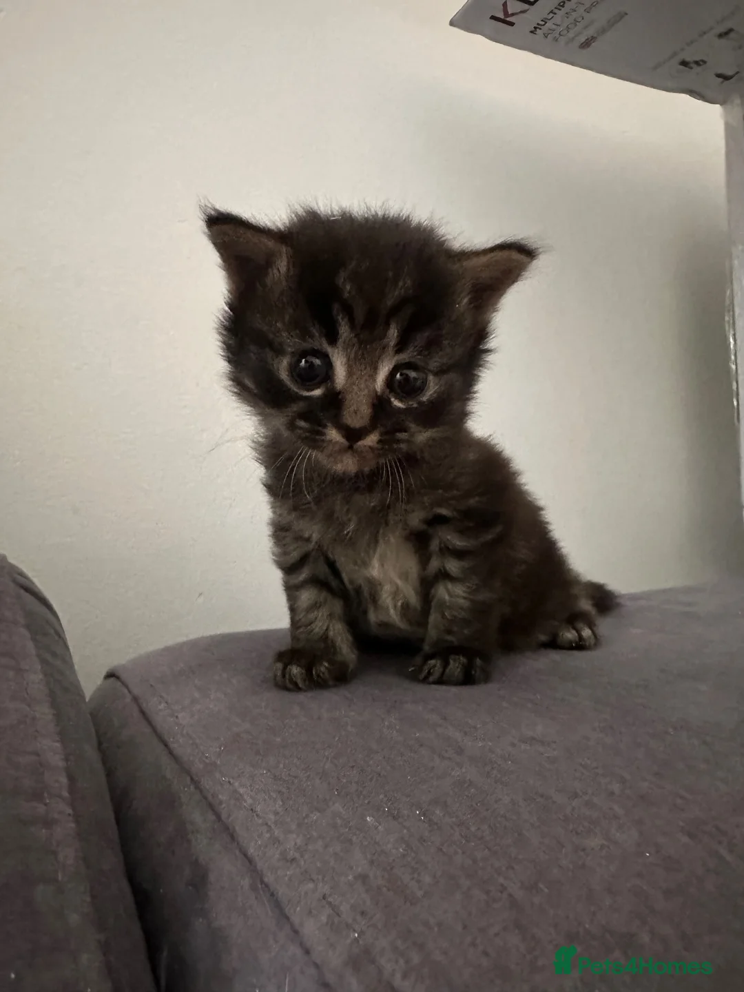 Mixed Breed cats for sale: 2 x kittens for sale - Advert 2