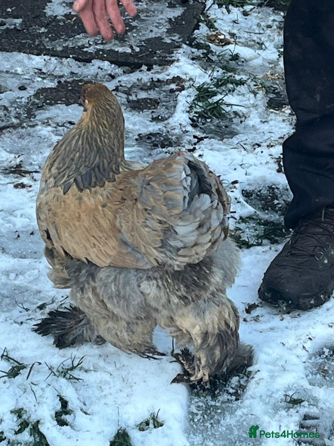 Chickens poultry for sale: Brahma hens mixed colours  - Advert 2