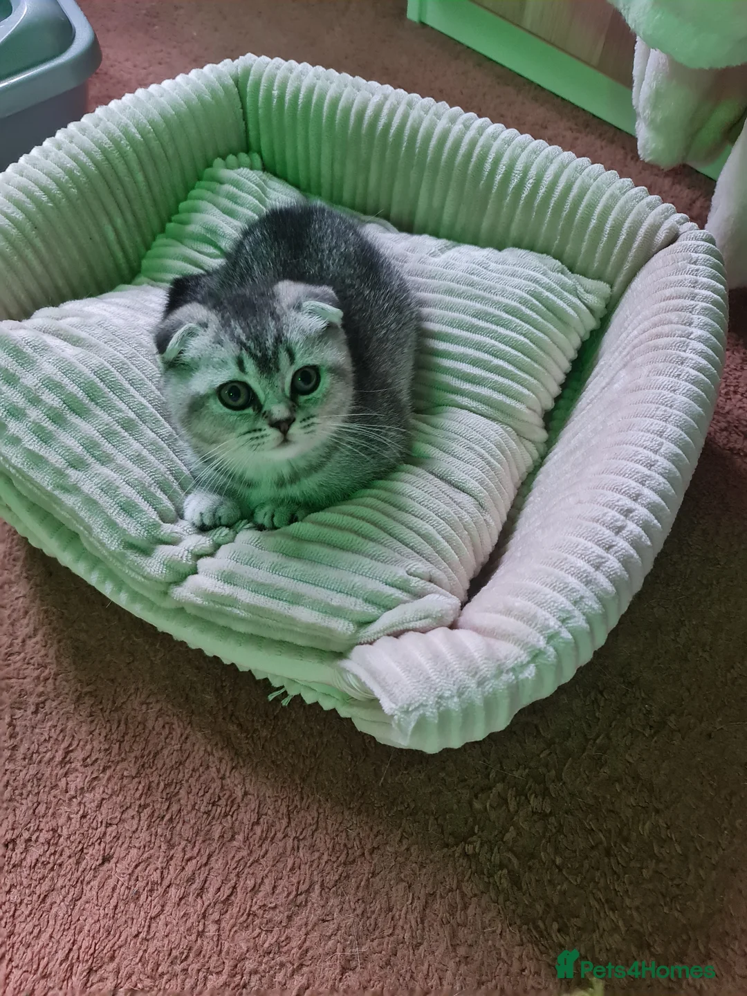 Scottish Fold cats for sale: Last 2 kittens british and scottish fold  - Advert 2