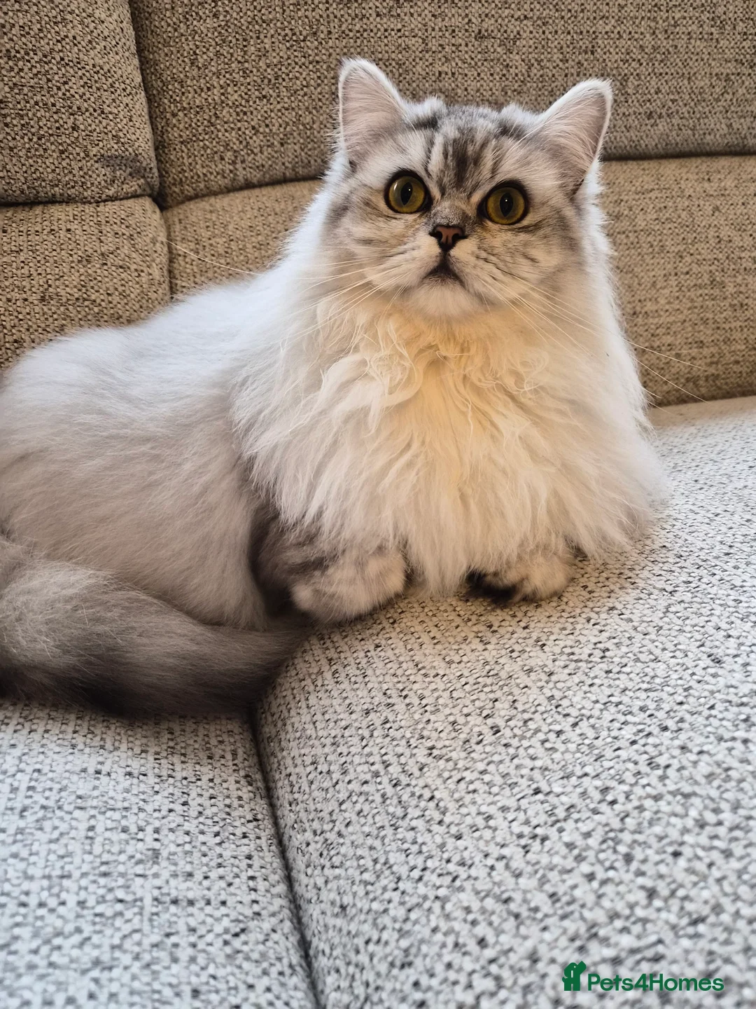 Persian cats for sale: Gorgeous perisan kitten💖 - Advert 2