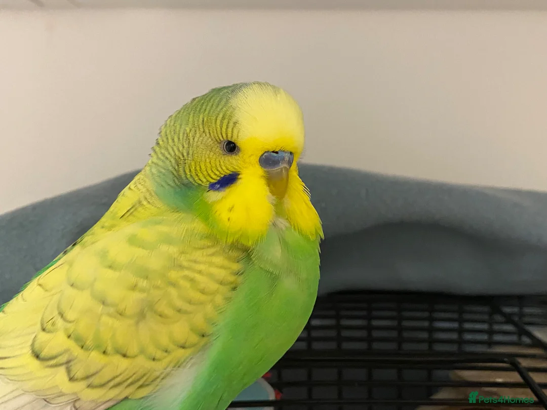 Budgerigars birds for sale: Male Budgie for sale with cages, toys & food etc - Advert 1