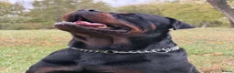 Rottweiler dogs for stud: Stunning 2-Year-Old Rottweiler Stud  - Advert 8