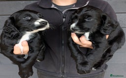 Cocker Spaniel dogs for sale: Beautiful Cocker Girl Pups, READY TO LEAVE-27.7.25 - Image 4