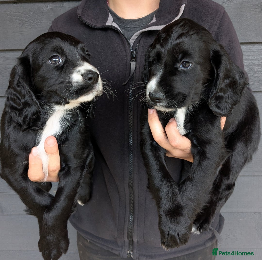 Cocker Spaniel dogs for sale: Beautiful Cocker Girl Pups, READY TO LEAVE-27.7.25 - Image 4