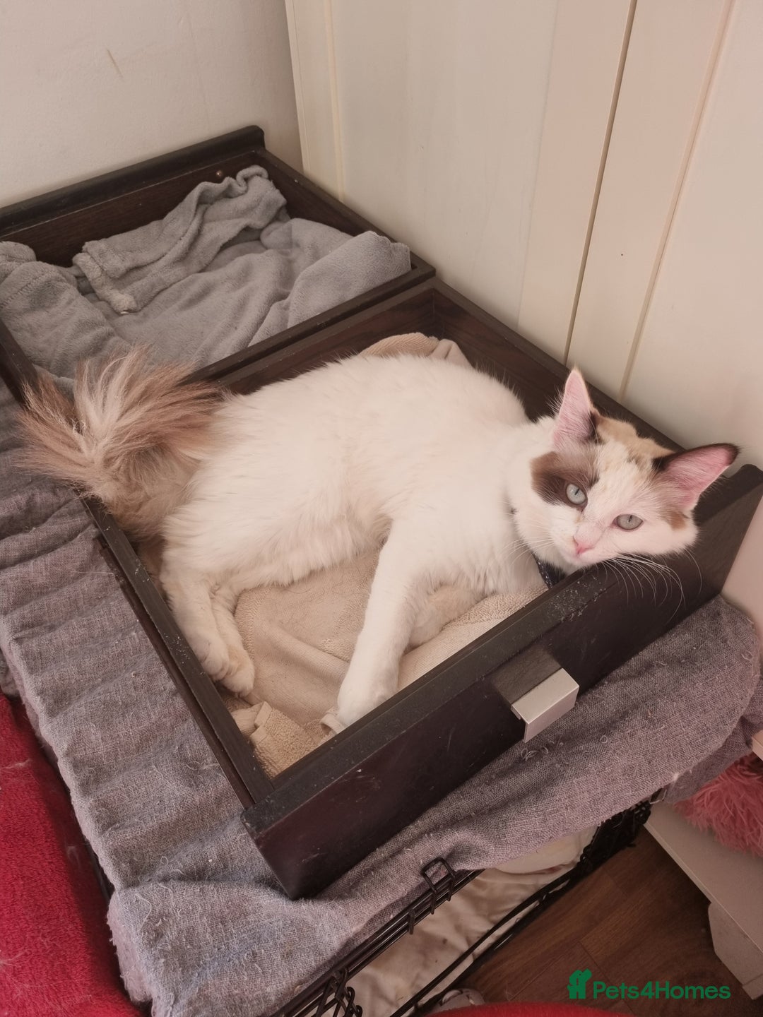 Ragdoll cats for sale: Bicolour ragdoll girls  - Advert 1