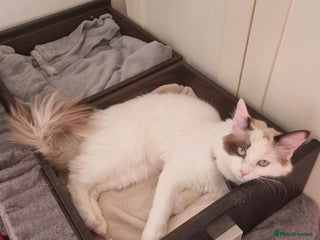 Ragdoll cats Bicolour ragdoll girls - Advert 4