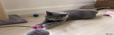 British Shorthair Kitten 1