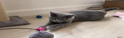 British Shorthair cats for sale: Gorgeous British Shorthair Kittens - Advert 6