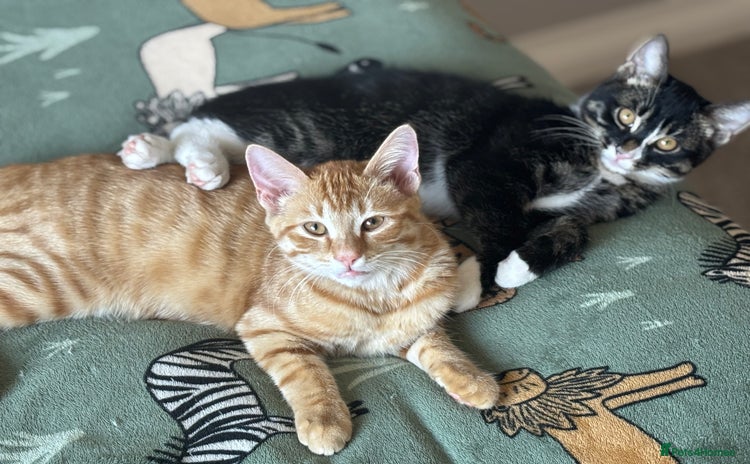 Mixed Breed cats - Advert 5
