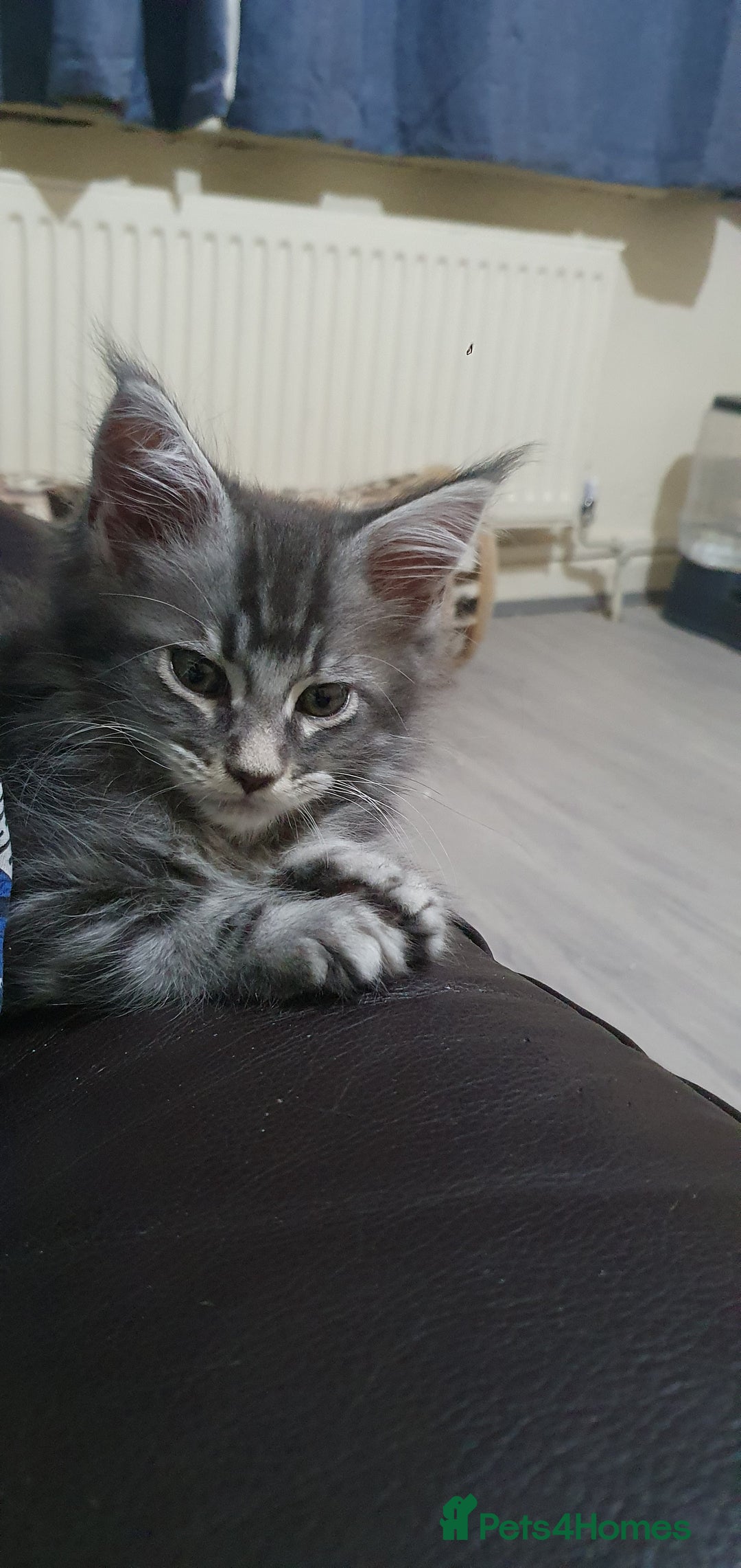 Maine Coon cats for sale: Maine Coon Kittens - Advert 2