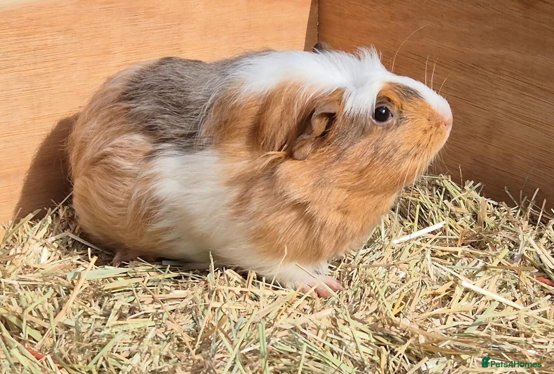Guinea Pig rodents for sale: Young Guinea Pigs – 3 Litters Ready & Reserve - Image 5