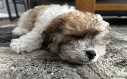 Maltipoo dogs for sale: Maltipoo puppies  - Image 20