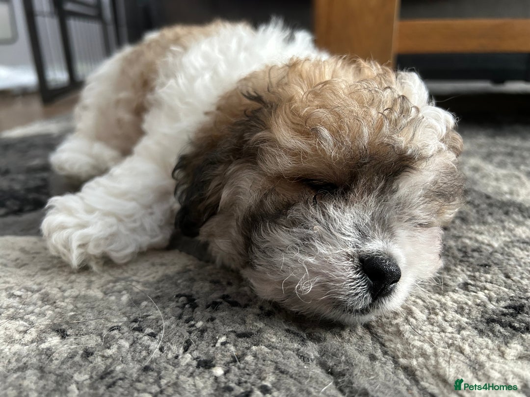 Maltipoo dogs for sale: Maltipoo puppies  - Image 20