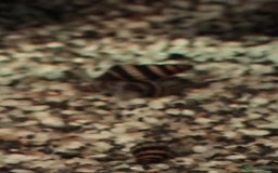 Snails fish for sale: Assassin snails - Image 1