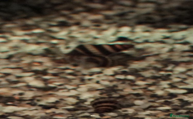 Snails fish - Advert 3