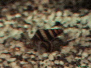 Snails fish - Advert 31