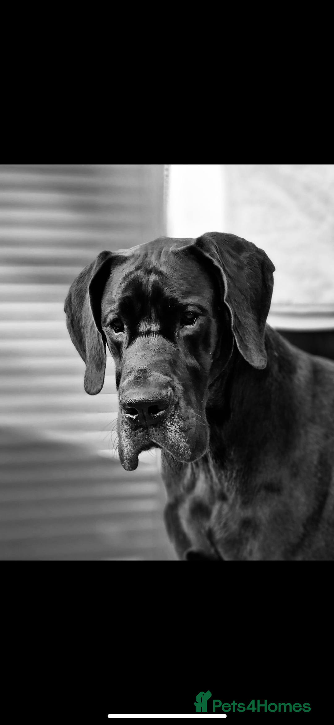 Great Dane dogs for stud: FULLY HEALTH TESTED CHAMPION LINE SOLID BLACK BOY - Advert 3