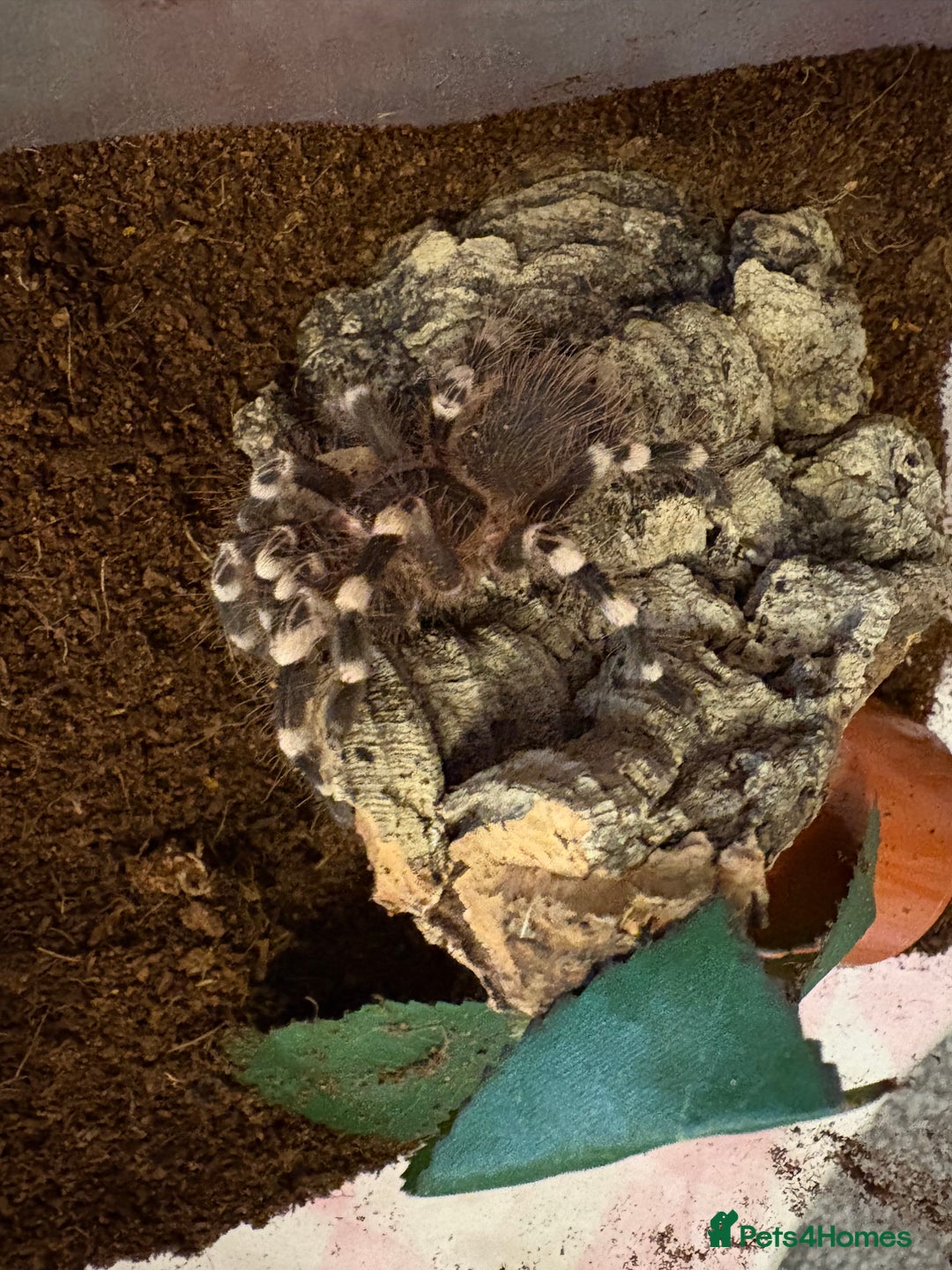 Tarantulas invertebrates for sale: Giant white knee and white striped birdeater  - Advert 4