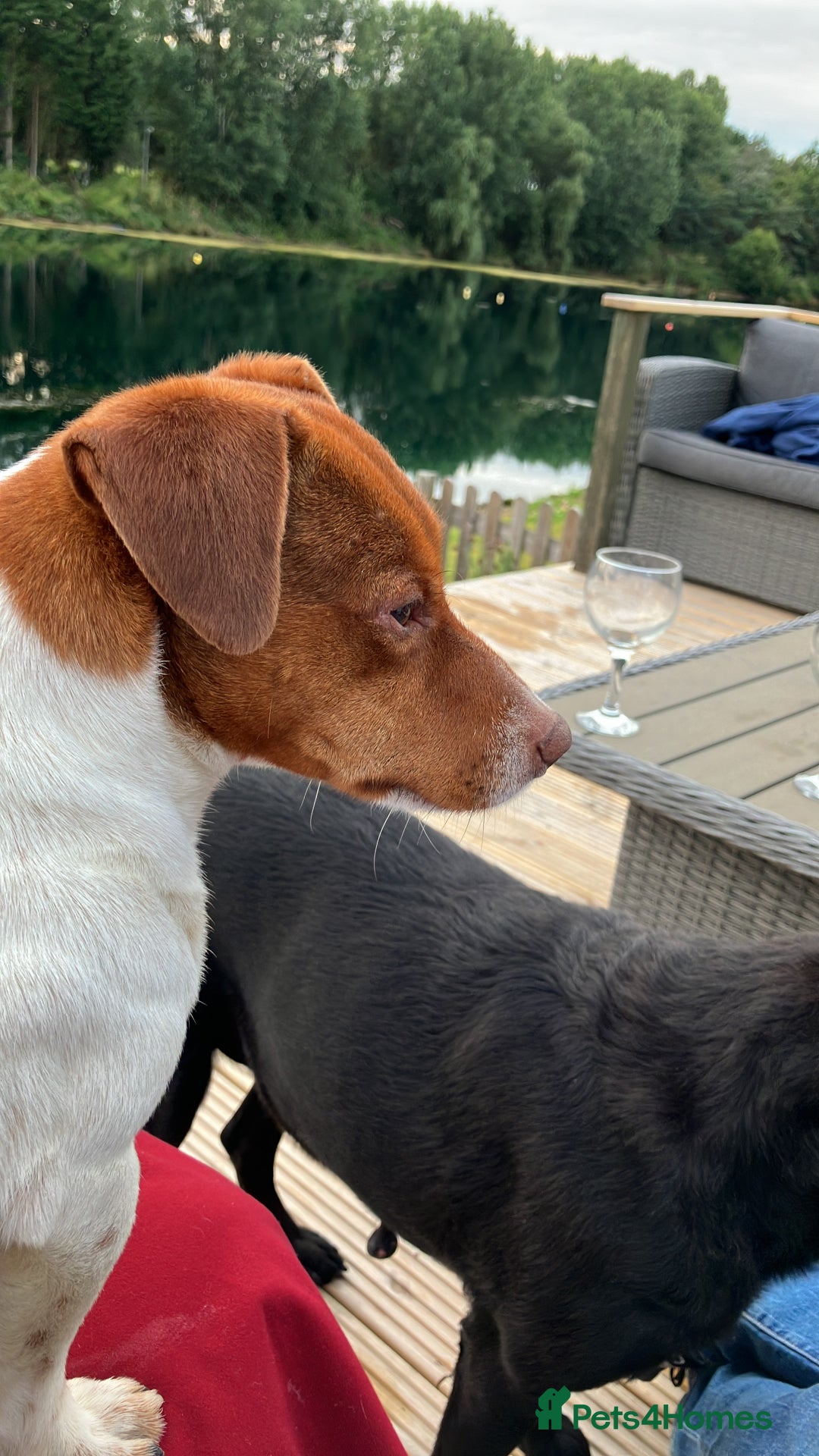 Jack Russell dogs for stud: JRT Stud - Image 5