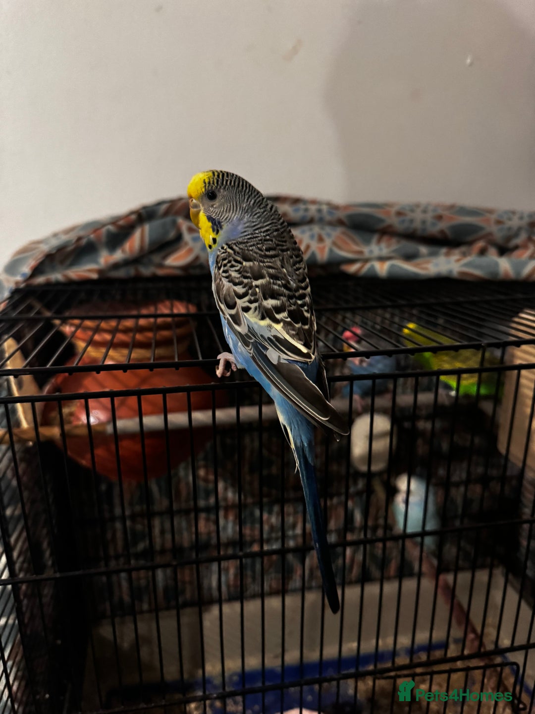 Finches birds for sale: Breeder budgies for sale  - Advert 12