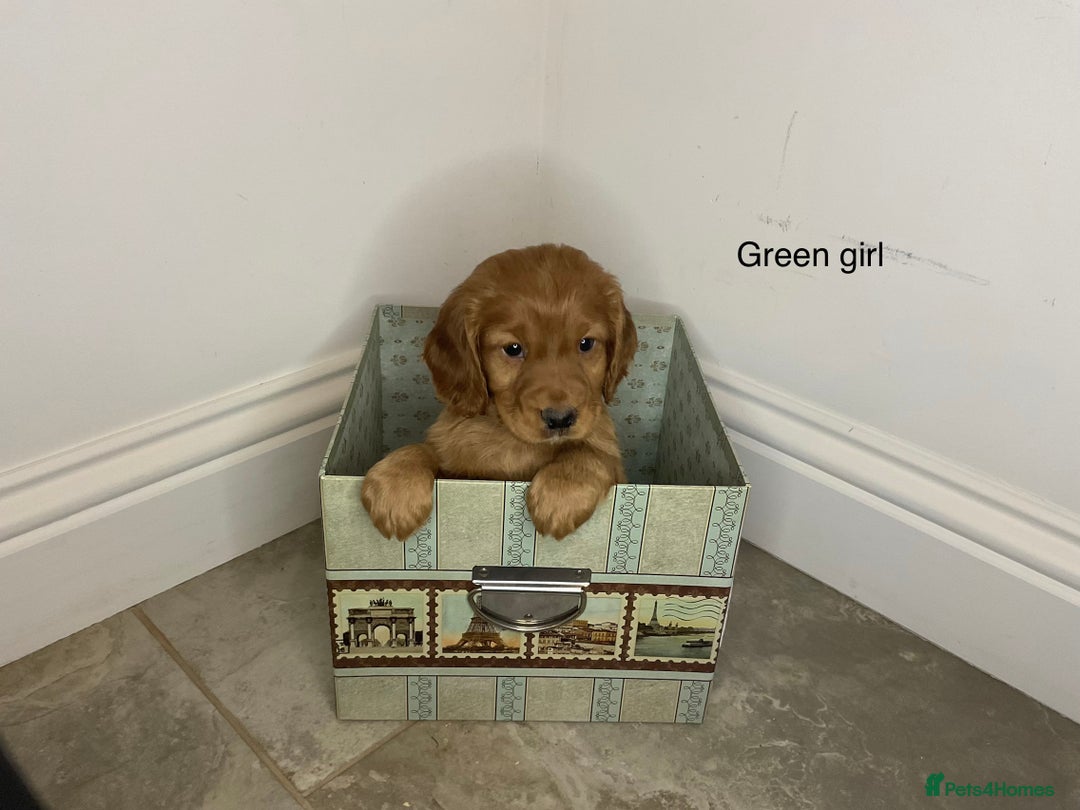 Cocker Spaniel dogs for sale: Hereditary clear working cock spaniels - Advert 9