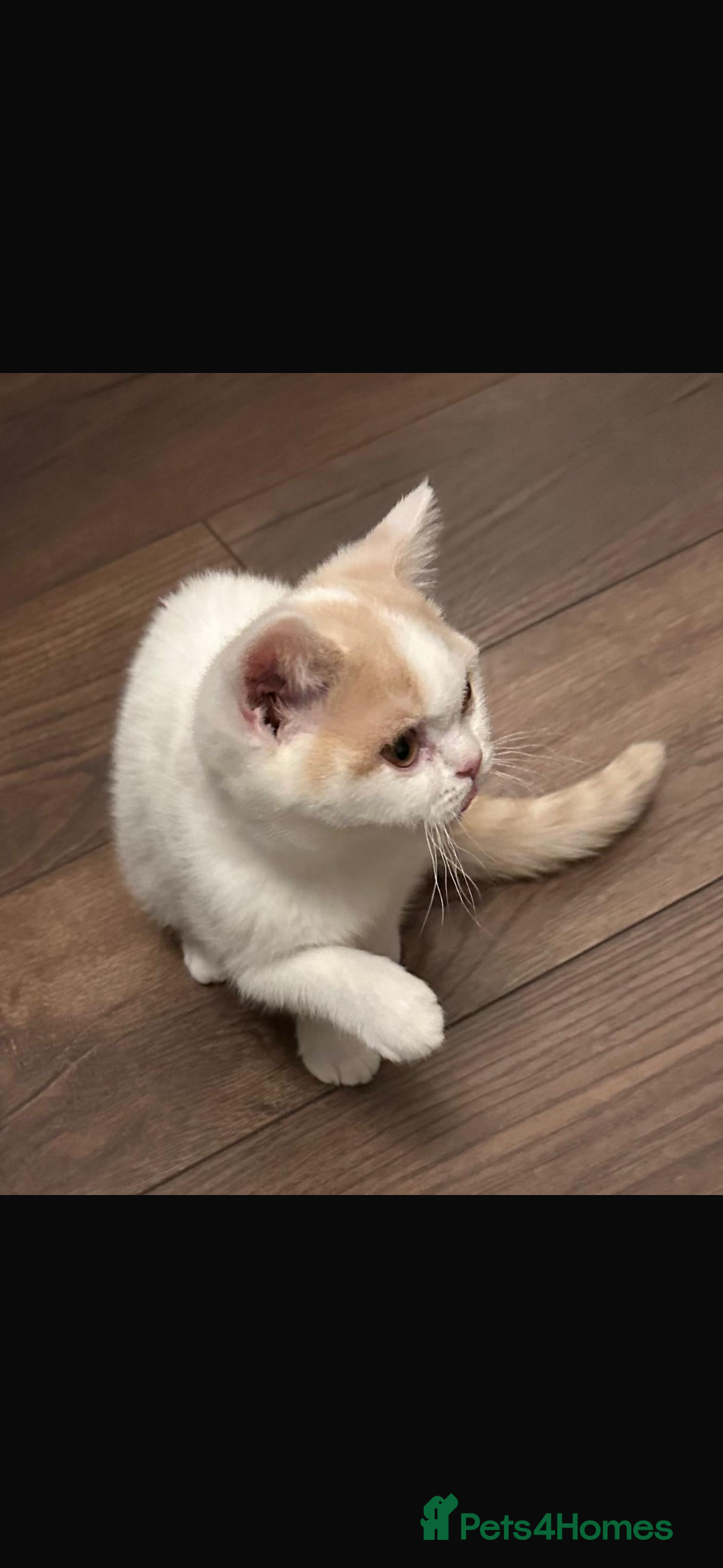 British Shorthair cats for sale: 1 left Ready NOW GCCF BSH kittens  - Advert 18